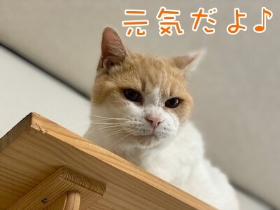 煌53