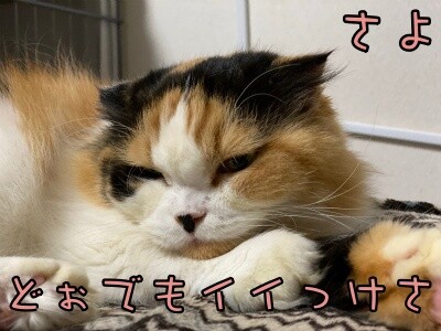 さよ103