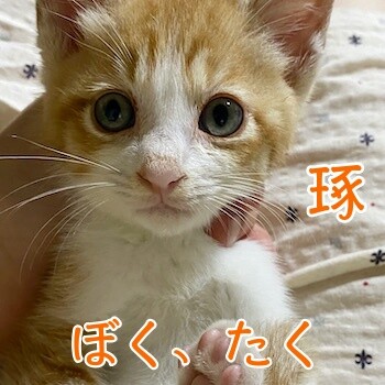 琢2