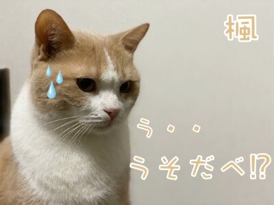 楓1047