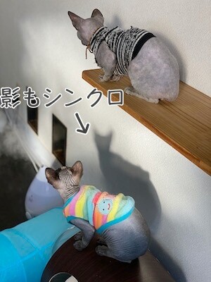 ハゲ族24