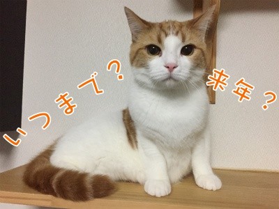 ベルビル47