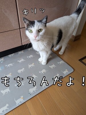 ココナッツ196