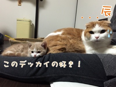 楓2