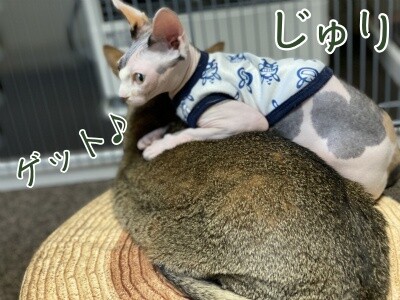 じゅり84