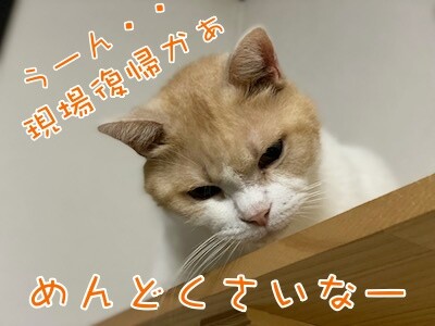 煌54