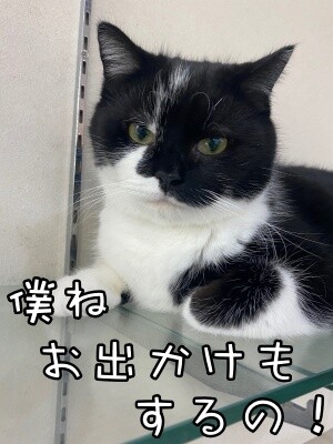 茶牛217