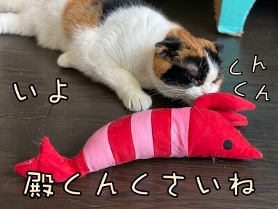 いよ40