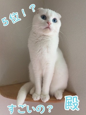 殿154