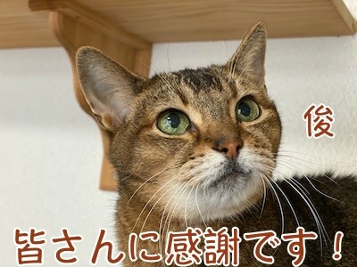 俊549