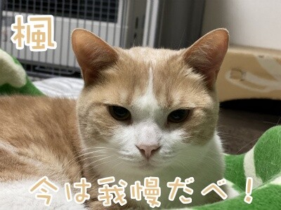 楓628