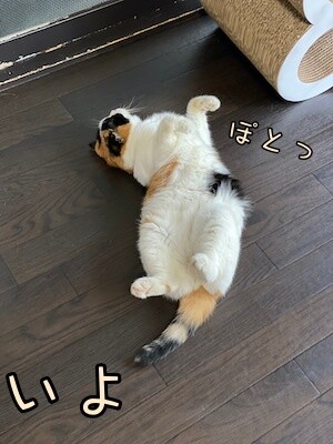 いよ61