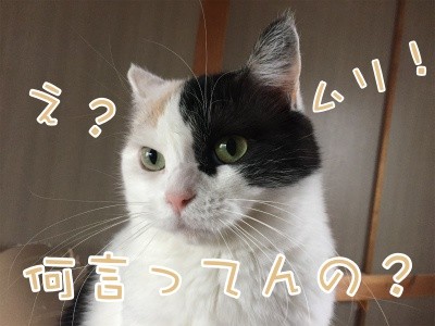 ひよ40