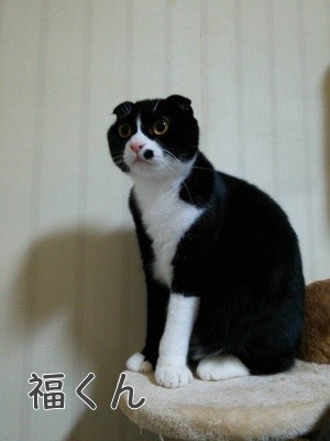 福2