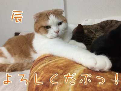 辰233
