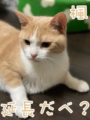 楓960