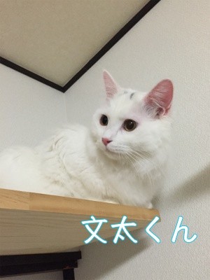 文太7