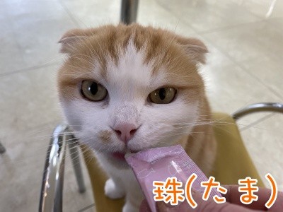 珠若497