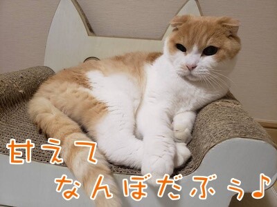 凌61
