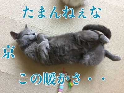 京262