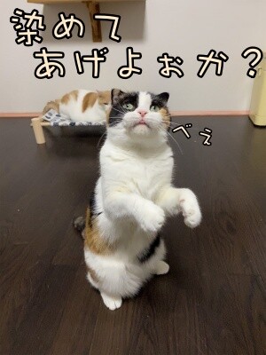 いよ343