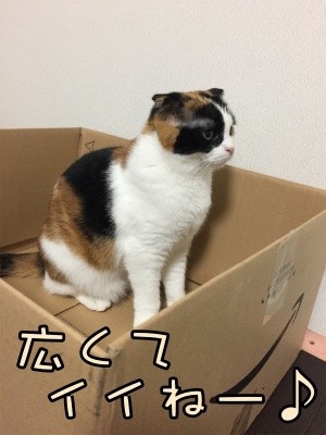 いよ219