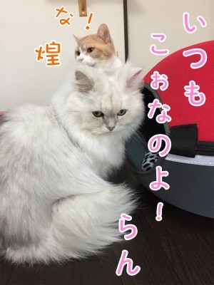 らん61