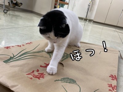 珠若495