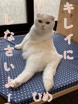 ひめ239
