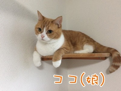 ココナッツ112