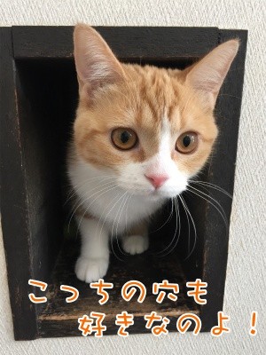 ココ17