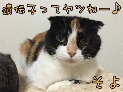 そよ78