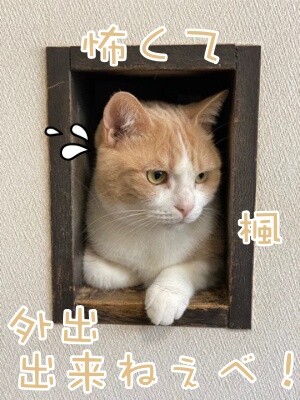 楓888