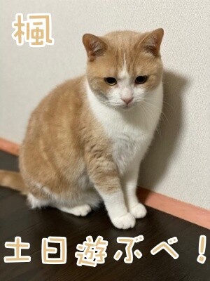 楓915