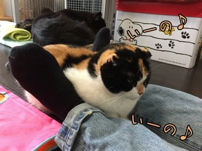そよ66