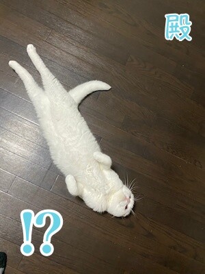 殿6