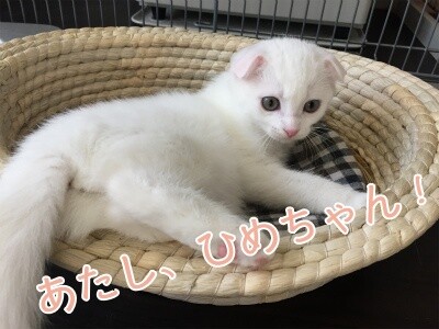ひめ261