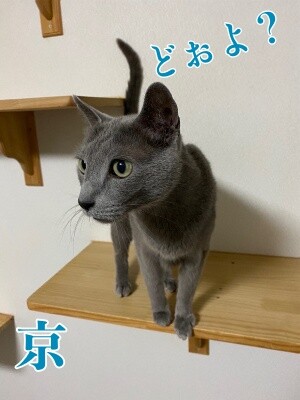 京498