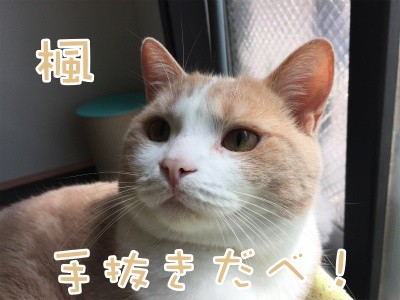 楓258