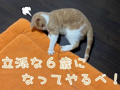 楓984