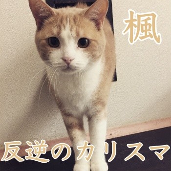 みんな1297