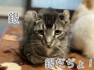 銀307