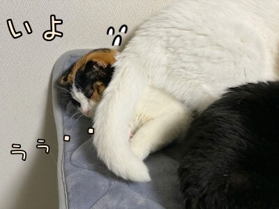 いよ12