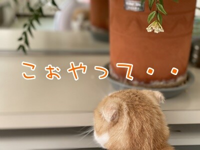 珠若589