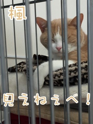楓374
