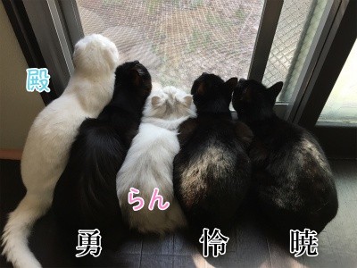 みんな530