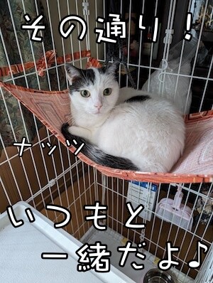 ココナッツ187