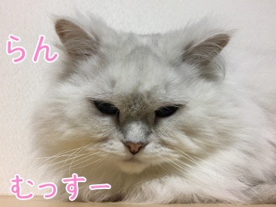 らん54