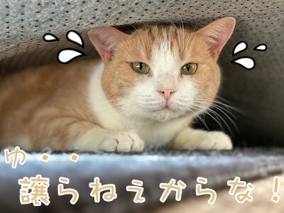楓268