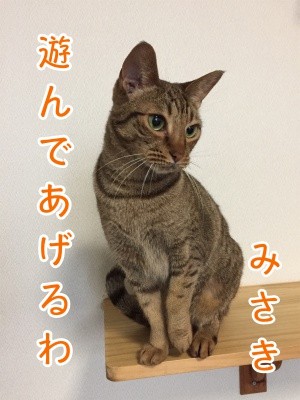 みさき81